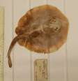 Espécime de Java Stingaree, declarada extinta pelos especialistas da Universidade Charles Darwin, na Austrália  Foto: Edda Aßel/ Museum für Naturkunde Berlin