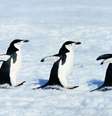 Pinguins-de-barbicha  Foto: Johnny Johnson/Getty Images