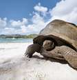 Tartaruga-Gigante caminhando em uma ilha próxima ao mar em um dia ensolarado.     Foto: Foto: Gettyimagens