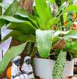 Cada entidade tem um propósito, oferecendo orientação e cura aos praticantes  Foto: iStock/Fred_Pinheiro