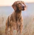 Processo de envelhecimento traz mudanças para o organismo dos pets  Foto: TMArt | Shutterstock / Portal EdiCase