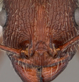 Padrão facial da formiga é um aspecto importante de sua sobrevivência (Imagem: Penick et al, 2023/Myrmecological News)  Foto: Canaltech