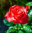 Use flores em seus rituais  Foto: Shutterstock / João Bidu