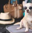 Atente  Foto: se ao bem-estar do pet durante a viagem -  Shutterstock / Alto Astral