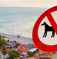 Jericoacoara e Cair proibiram o uso de veículo de tração animal  Foto: Divulgação/Prefeitura de Jericoacoara