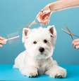 A tosa higiênica é recomendada para prevenir o acúmulo de sujeira, emaranhados de pelos, e contribuir para a saúde e bem-estar do pet  Foto: DenisZav | Shutterstock / Portal EdiCase
