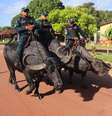 Polícia Militar na Ilha do Marajó (PA) utiliza búfalos em patrulhamentos  Foto: Divulgação/PM