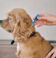Existem produtos que podem ajudar a prevenir que pulgas e carrapatos infestem os pets –  Foto: Shutterstock / Alto Astral