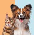 Animais com deficiência auditiva exigem cuidados especiais  Foto: Erik Lam | Shutterstock / Portal EdiCase