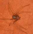 Loxosceles, provável responsável pela picada; aranha foi fotografada por especialista Marcelo Gonzaga no Parque Nacional Cavernas do Peruaçu (MG)  Foto: Marcelo Gonzaga