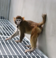 Macaco ReTro, que nasceu a partir de clonagem (Imagem: Zhang et al, 2024/Nature Communications)  Foto: Canaltech