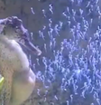 Cavalo marinho dá à luz a 300 filhotes em aquário de SC  Foto: Reprodução/Oceanic Aquarium