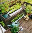 Ter uma horta em casa gera diversos benefícios  Foto: Shutterstock / Alto Astral
