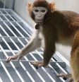 Seria ReTro o pioneiro em uma nova geração de macacos clonados para experimentação científica?  Foto: Zhaodi Liao, Nature / BBC News Brasil