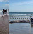Baleia em estado de decomposição encalha e atrai banhistas em Praia Grande (SP)   Foto: Reprodução/Redes Sociais 