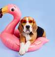 Durante as férias é importante garantir os cuidados do seu pet  Foto: Viktorya Telminova | Shutterstock / Portal EdiCase