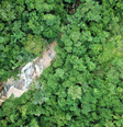 Mata reflorestada com espécies nativas na Reserva Particular do Patrimônio Natural (RPPN) Duas Cachoeiras, em Amparo (SP), que é onde fica também o Araribá Jardim Botânico  Foto: GUARACI DINIZ