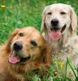 Compreender as particularidades dos pets é essencial assegurar os cuidados básicos com eles  Foto: Petr Jilek | Shutterstock / Portal EdiCase