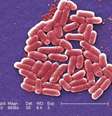 Bactérias estão se tornando mais resistentes nas granjas, como a Escherichia coli (Imagem: Janice Haney Carr/CDC)  Foto: Canaltech