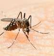 Brasil registrou explosão no número de casos de dengue nas duas primeiras semanas do ano: 55.859 casos prováveis e seis mortes, segundo Ministério da Saúde  Foto: Getty Images / BBC News Brasil