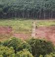 Área de desmatamento na floresta Amazônia.  Foto: Foto: istock 