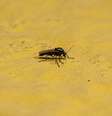 A febre oropouche é transmitida pela picada de um mosquito, o Culicoides paraense, também conhecido como maruim.  Foto: iStock