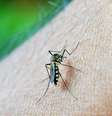 Mosquito é a principal forma de transmissão de bactéria comedora de carne, que provoca a doença úlcera de Buruli (Imagem: Mohamed Nuzrath/Pixabay)  Foto: Canaltech