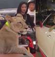 Leão é visto passeando na parte traseira de um carro  Foto: Montagem Terra / TikTok