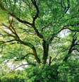 Aprofunde  Foto: se no intrigante universo dos sonhos e descubra o que sonhar com árvore pode revelar sobre sua vida e sua mente -  Shutterstock / João Bidu