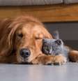 Os cuidados com os pets devem ser redobrados no verão  Foto: Shutterstock / Alto Astral