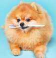 Cuidar dos dentes dos animais de estimação é importante para prevenir doenças  Foto: LumenSt | Shutterstock / Portal EdiCase
