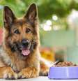 O pastor alemão é um cachorro conhecido pela inteligência e agilidade  Foto: Snezhana_G | Shutterstock / Portal EdiCase