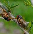 Cigarras em uma floresta  Foto: Foto: istock