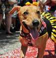 Sempre se atente a esses cuidados antes de levar seus pets no Carnaval  Foto: Shutterstock / Alto Astral