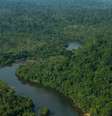 Como madeira ilegal é usada na recuperação de áreas degradadas na Amazônia  Foto: DANIEL TEIXEIRA/ESTADÃO / Estadão