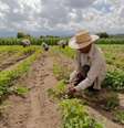Imagem mostra um homem, em primeiro plano, cultivando alimentos orgânicos em uma grande horta, enquanto outras três pessoas aparecem em segundo plano realizando a mesma tarefa.  Foto: Alma Preta
