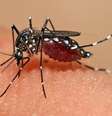 Em tempos de preocupação com o avanço da dengue em diversas partes do país, uma cidade da Região Metropoliatana do Rio de Janeiro está protegida. E de uma maneira que chama atenção e atrai enorme curiosidade.  Foto: wikimedia commons Muhammad Mahdi Karim / Flipar