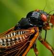 A emergência do solo de duas ninhadas de cigarras ao mesmo tempo certamente será um evento confuso, barulhento e interessantíssimo  Foto: Getty Images / BBC News Brasil