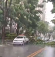 Chuva causa alagamentos e queda de árvores em regiões de SP  Foto: TV Globo