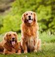 Algumas raças de cachorros podem latir menos que outras  Foto: Rala3030 | Shutterstock / Portal EdiCase