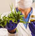 Primeiro extrato de cannabis fabricado no Brasil é aprovado pela Anvisa  Foto: Shutterstock / Saúde em Dia