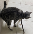 O gato de Rebecca foi encontrado com uma cobra enrolada em seu pescoço  Foto: Reprodução/Facebook