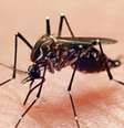 Mais 360 mil casos prováveis de dengue já foram registrados no Brasil, de acordo com o Painel de Monitoramento das Arboviroses do Ministério da Saúde.   Foto: Reprodução/Getty Images