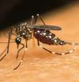 Melhor prevenção é eliminação de criadouros dos mosquitos  Foto: Canva / Perfil Brasil