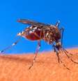 Temporada de dengue começou mais cedo em São Paulo e em vários locais do Brasil  Foto: USDA/Divulgação / Estadão