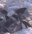 Autoridades japonesas informaram que os animais conseguiram escapar com sucesso  Foto: Reprodução/BBC