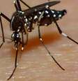 O "Aedes albopictus" é um dos transmissores da doença, assim como o "Aedes aegypti"   Foto: DW / Deutsche Welle