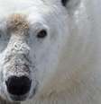 O urso polar se tornou o exemplo da crescente ameaça das alterações climáticas  Foto: David McGeachy / BBC News Brasil