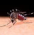 Fiocruz alerta para casos assintomáticos de dengue (Imagem: Jcomp/Freepik)  Foto: Canaltech