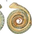 Víbora-de-pestana-de-rahim (Imagem: Arteaga et al, 2024/Evolutionary Systematics)  Foto: Canaltech